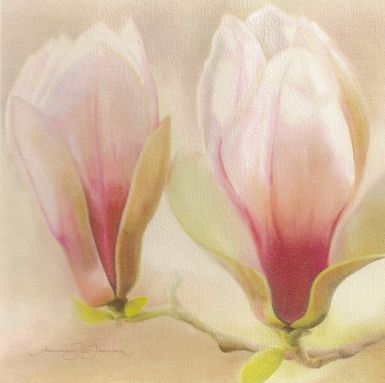 magnolia-soulangiana-ii