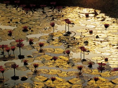 lotus-pond