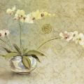 Cheri Blum - Orchids in a Porcelain Bowl