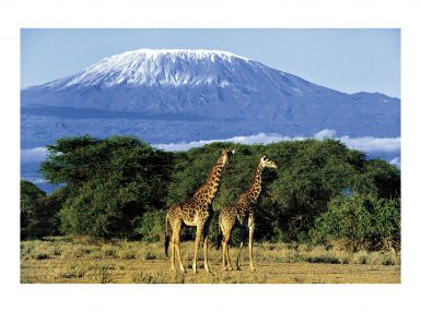 girafes-mont-kilimandjaro