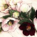 Elisabeth Krobs - Elegant Anemones