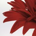 Guillaume Plisson - Gerbera Rouge