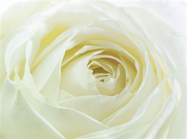 study-of-a-white-rose