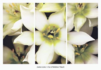 star-of-bethlehem-triptych