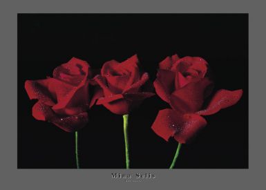 red-roses-ii