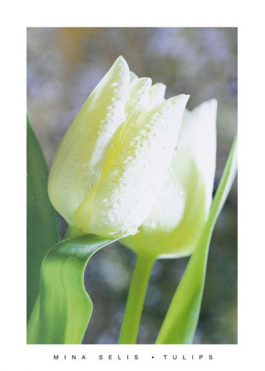 white-tulips