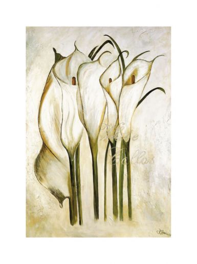 white-callas-i