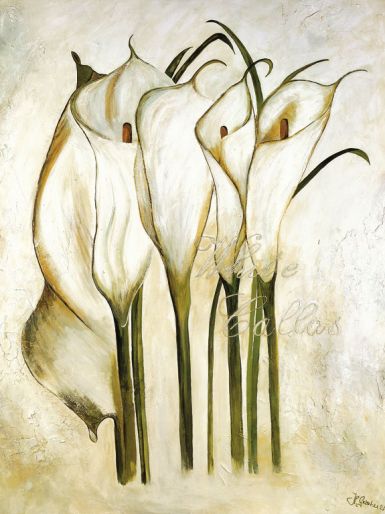 white-callas