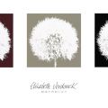 Elisabeth Verdonck - Dandelion