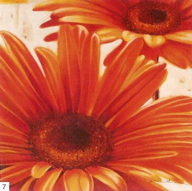 shining-gerbera