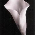 Helen Maynard - White Calla