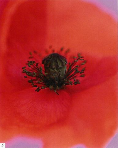 oriental-poppy-i