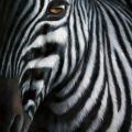 Zebra I