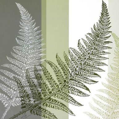 fern